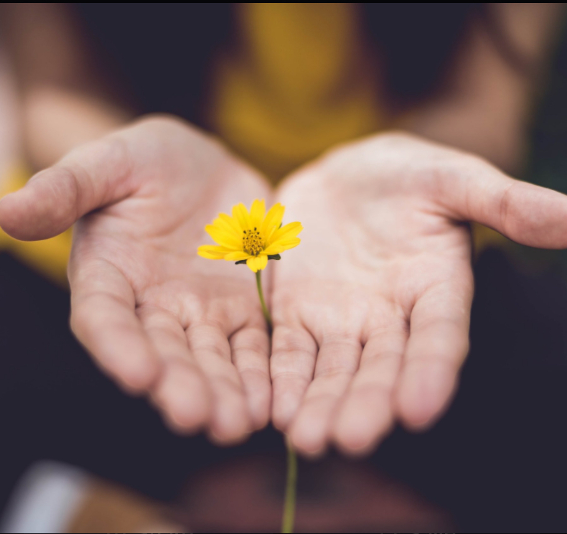 Image hands holding a yellow flower